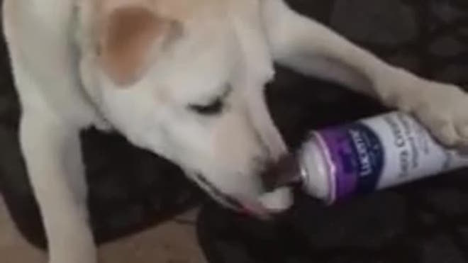 Mom Surprised To Find Sneaky Dog Eating Whipping Cream From The Can