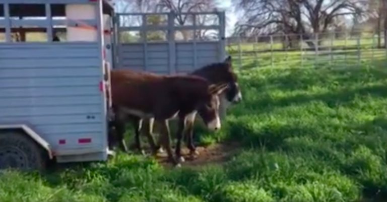 Desert Donkeys Have Cutest Reaction Seeing Green Grass for the First Time