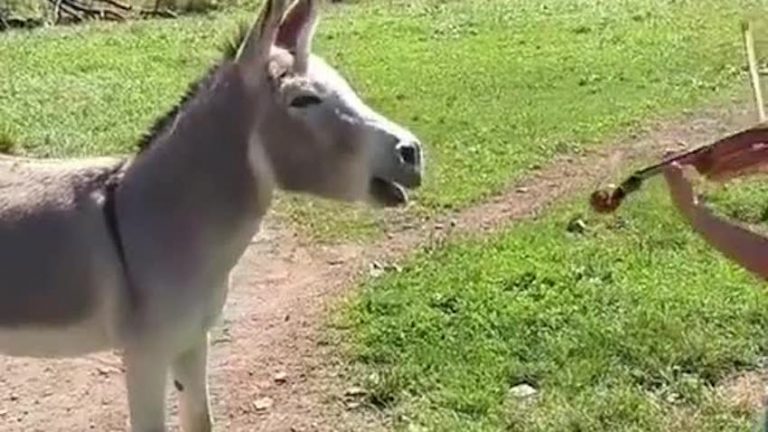 Musical Donkey Sings Along To Violin Performance