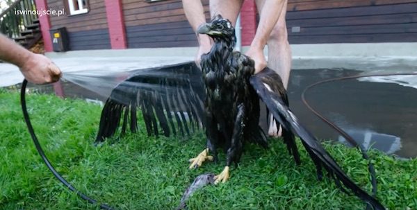 eagle-14