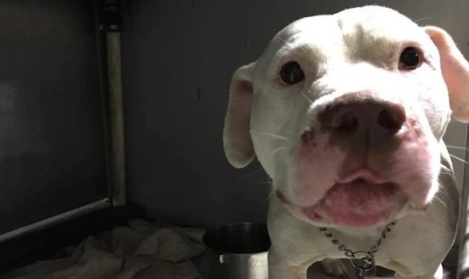 Shelter Dog Taken For A Day Out To Cheer Him Up And Now He Can’t Stop Smiling