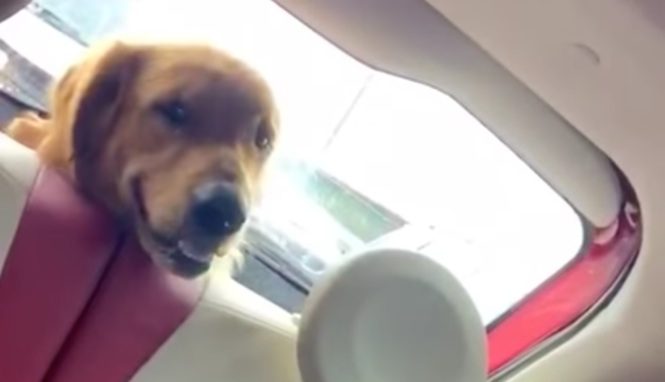 Dog and windshield wiper