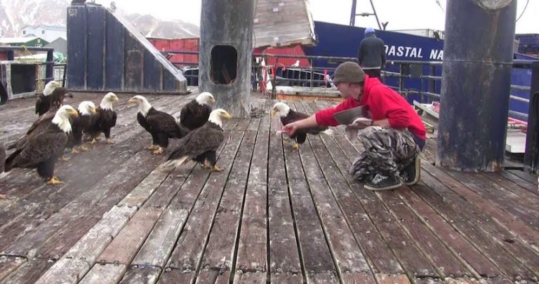 feeding bald egles