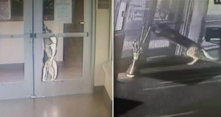 Homesick German Shepherd Makes Great Escape From Animal Shelter