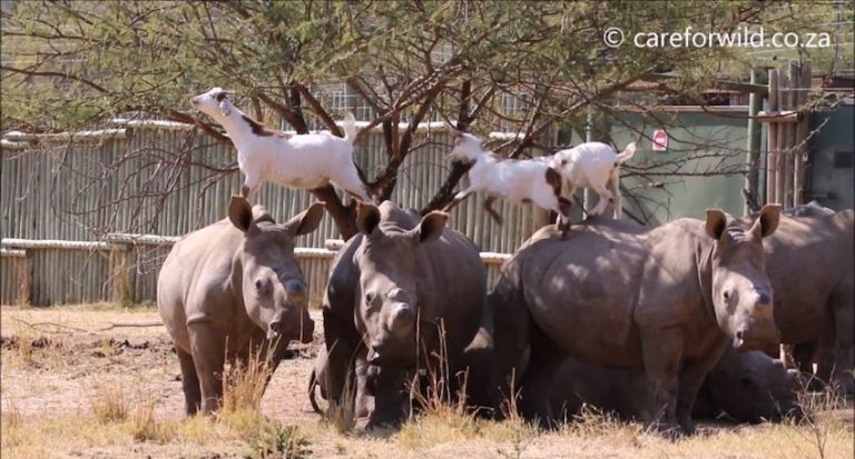 Goats Love To Jump And Play On The Backs Of Rescued Rhinos