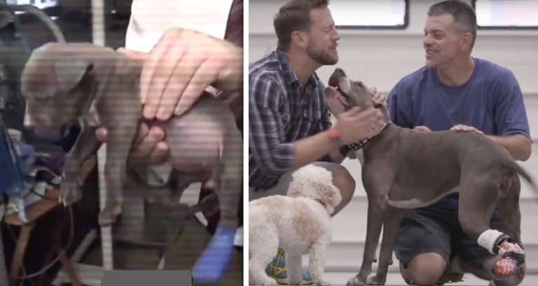 Dog Nailed To Railroad Track As Puppy Has Faith In Humanity Restored With Plastic Paw