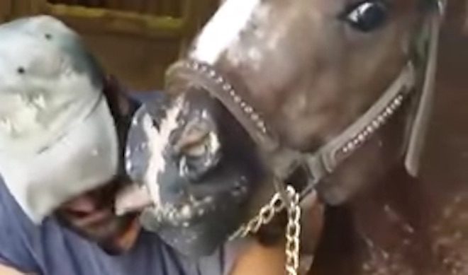 Special Needs Horse Gives His Farrier Kisses For Putting His Shoe On