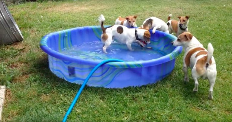 dogs in kiddie pool