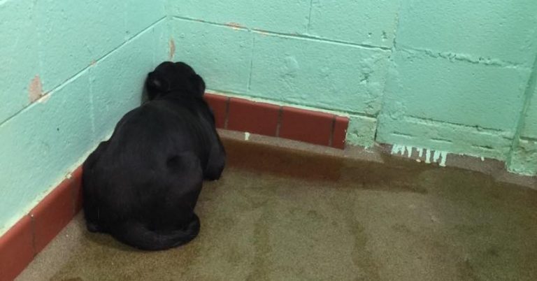 dog stares at corner