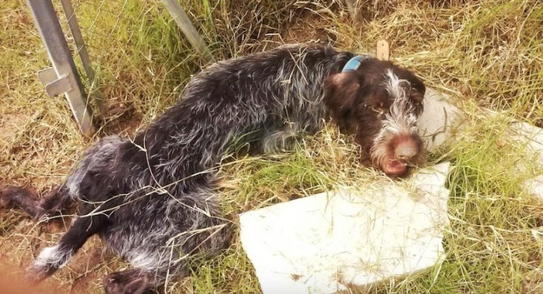 Paralyzed Dog Finds The Strength To Wag His Tail When In The Hands Of His Rescuers