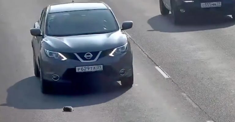 Man Stops On Busy Highway To Save Kitten When Nobody Else Would