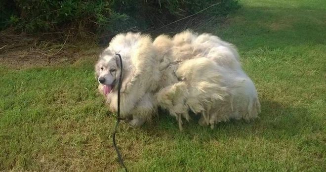 Neglected Great Pyrenees Freed From Barn And From 35 Pounds Of Fur