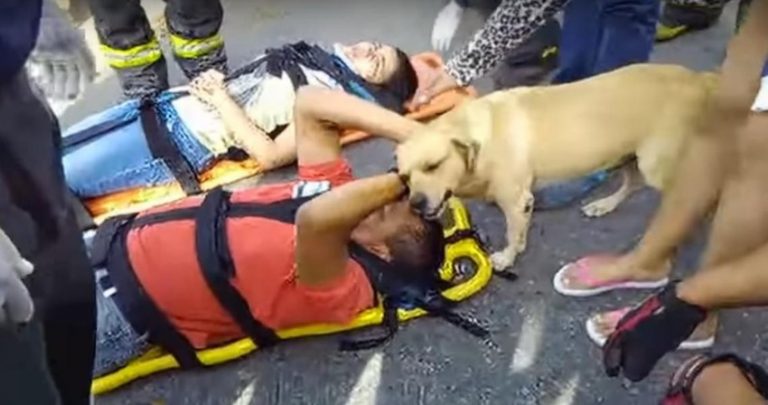 Dog Comforts His Injured Owner At Scene Of Bus Accident