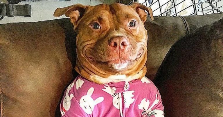 Rescued Pit Bull’s Goofy Grin Wins Him His Mom’s Heart And Fans Across The Globe