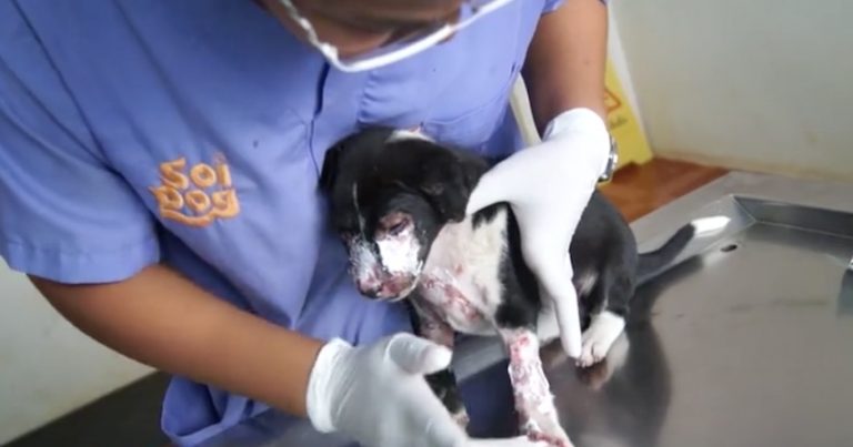 Mockingjay dog rescue