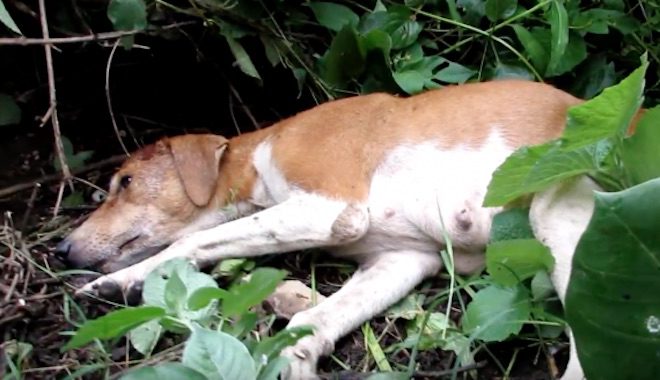 Dog With Brain Damage From Blow To The Head Makes Incredible Recovery