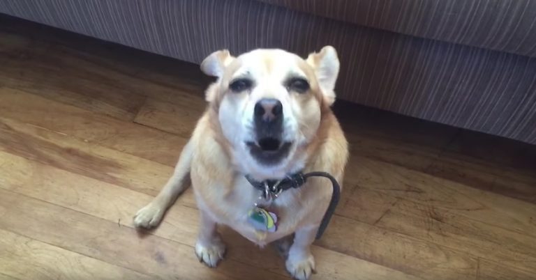 Adorable Little Dog Sings With All His Soul