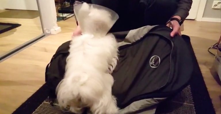 Dog Adorably Refuses To Let Her Dad Leave For Vacation