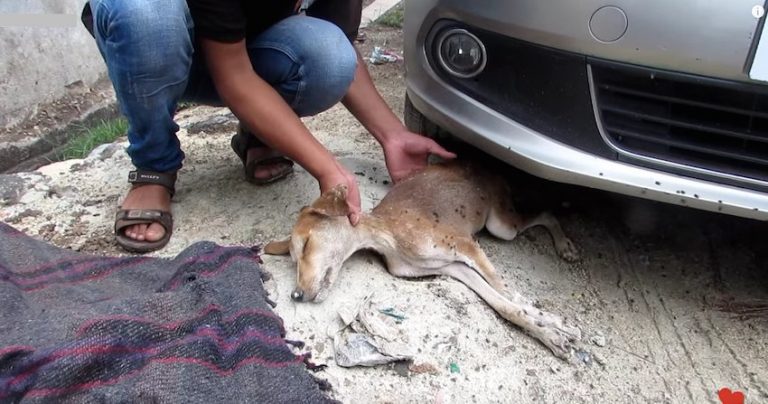 Flies Swarm Around A Dying Stray Puppy, But His Spirit Is Determined To Live
