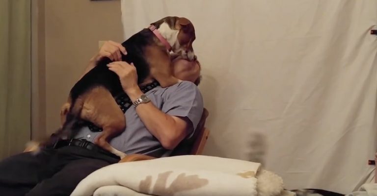 Newly Adopted Beagle Who Was Deathly Afraid At Shelter Adores Her New Daddy