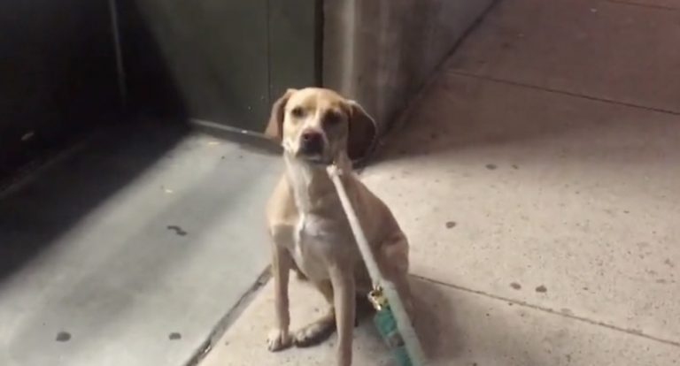 Dog Refuses To Believe The Pet Store Is Closed For The Night