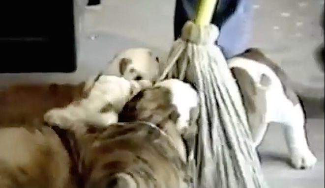 puppies vs mop