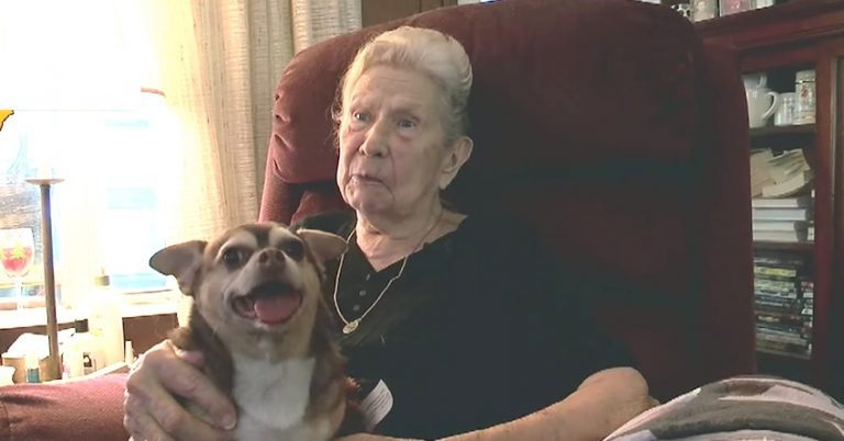 Rescue Dog Barks For 5 Hours To Get Help For Her Injured 92-Year-Old Owner