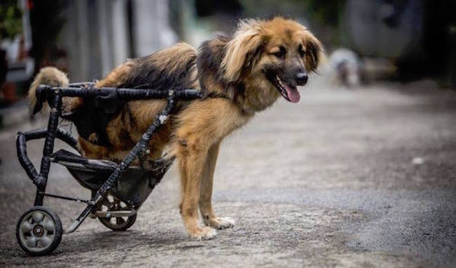 Dog Shelter Makes Sure That Every Stray Dog Who Needs A Wheelchair Gets One