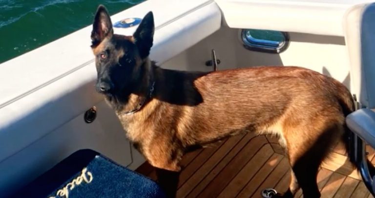 Dog Swims 6 Miles And Walks 12 More To Find Family After Falling Off Boat
