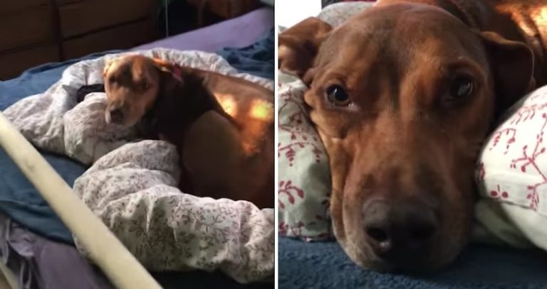 Dog Cries On His Family’s Bed Because He Misses Them So Much