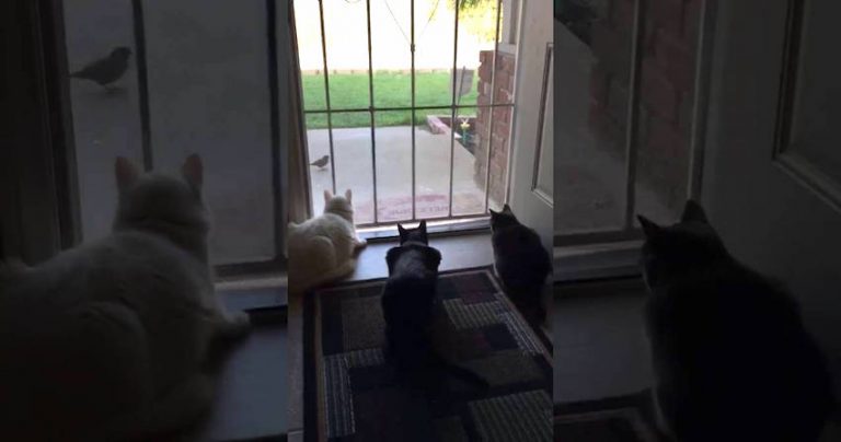 Naughty Little Dog Pranks Cats Distracted By Birds