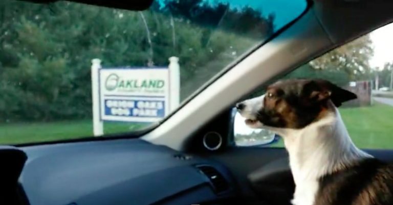 Puppy Goes Bonkers When He Realizes He Is Going To The Dog Park