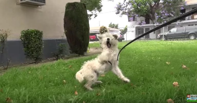 Stray Dog Living In School Yard Surprised When Rescuers Show Up