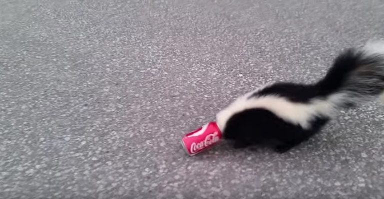skunk has can stuck on head