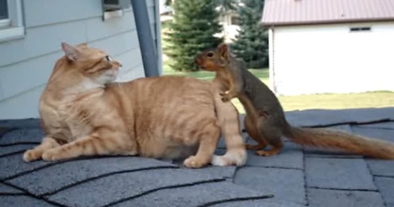 Squirrel Plays With Family Cat