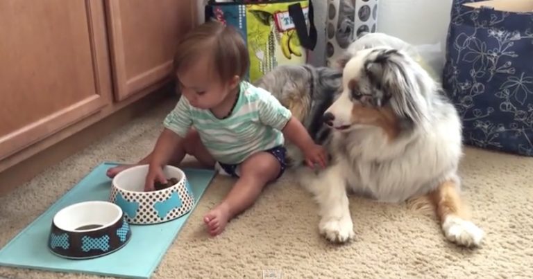 Baby Preciously Hand Feeds Dog Food To Patient Australian Shepherd