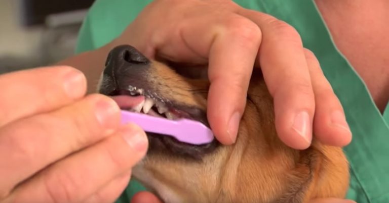 brush dog's teeth