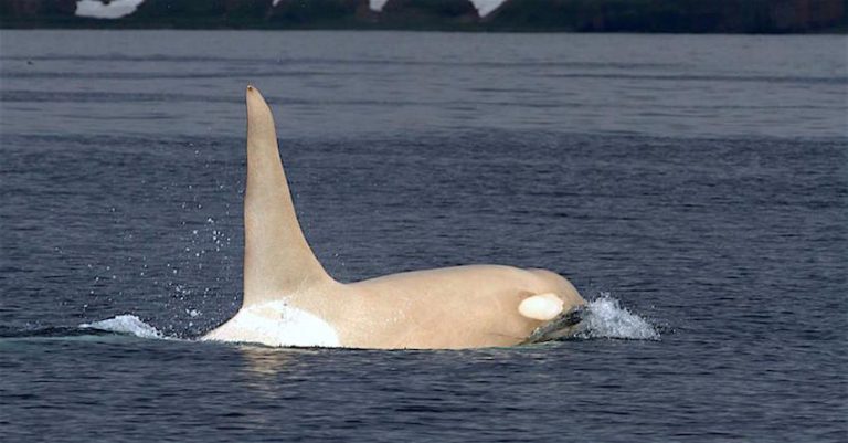 white orca