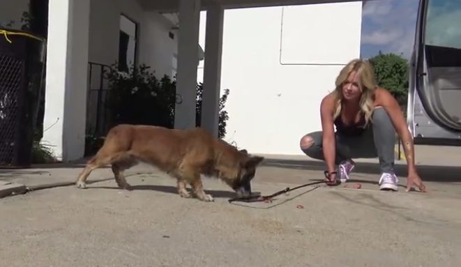Dog Abandoned In Cemetery Protected By Guardian Angels Until Rescue