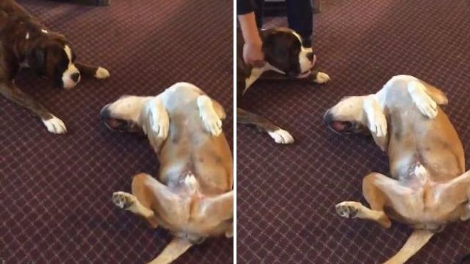 Naughty Dog Pranks His Friend By Playing Dead