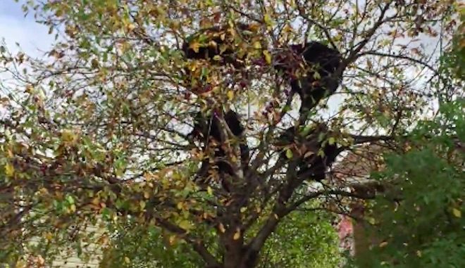 Woman Surprised To See Four Bears Stealing Apples From Neighbor’s Tree