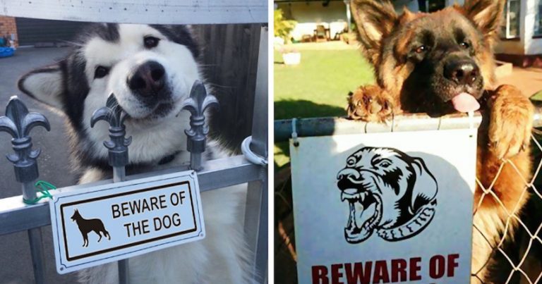 beware of dog signs