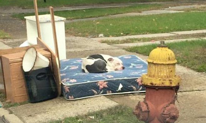 Boo discarded dog