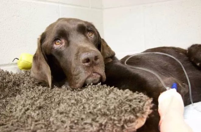 Dog Trapped In Well For 27 Days Still Has His Zest For Life