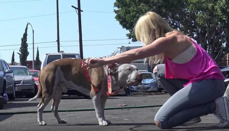 Rescuers Saving Stray Pit Bull Have An Experience Unlike Any They Have Had Before