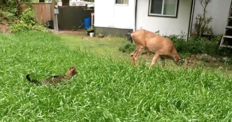 Cat Adorably Tries To Sneaks Up On Deer In Backyard