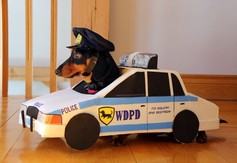 Dachshunds Play An Adorable Game Of Cops And Robbers