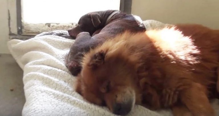 Two Dogs Refused To Eat In Shelter Until They Were Reunited