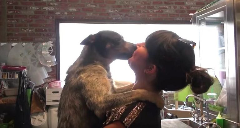 Blue Heeler Who Lived Under A Dumpster For Nearly A Year Jumps Into His Foster Mom’s Arms