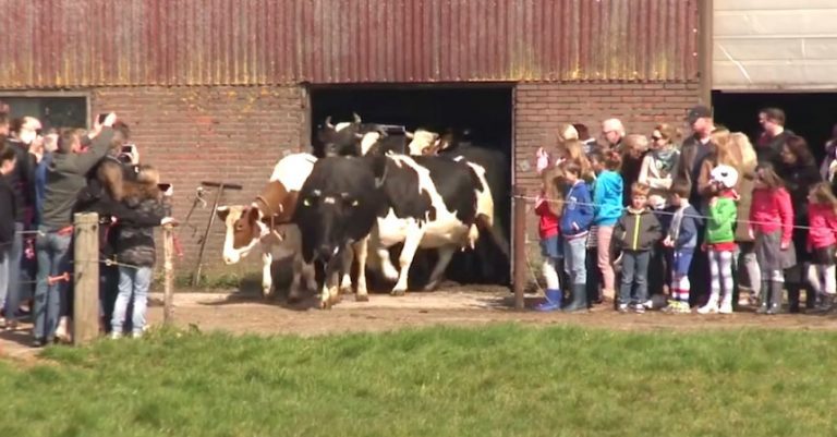 cows see grass after 6 months